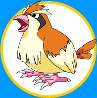 Pidgey 