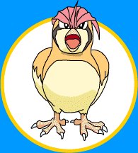  Pidgeotto 